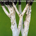 Le maigre feu de la nonne en hiver, Eric Groleau , Philippe Lemoine , Olivier L�t�