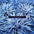 Winter love, april joy, David Friedman